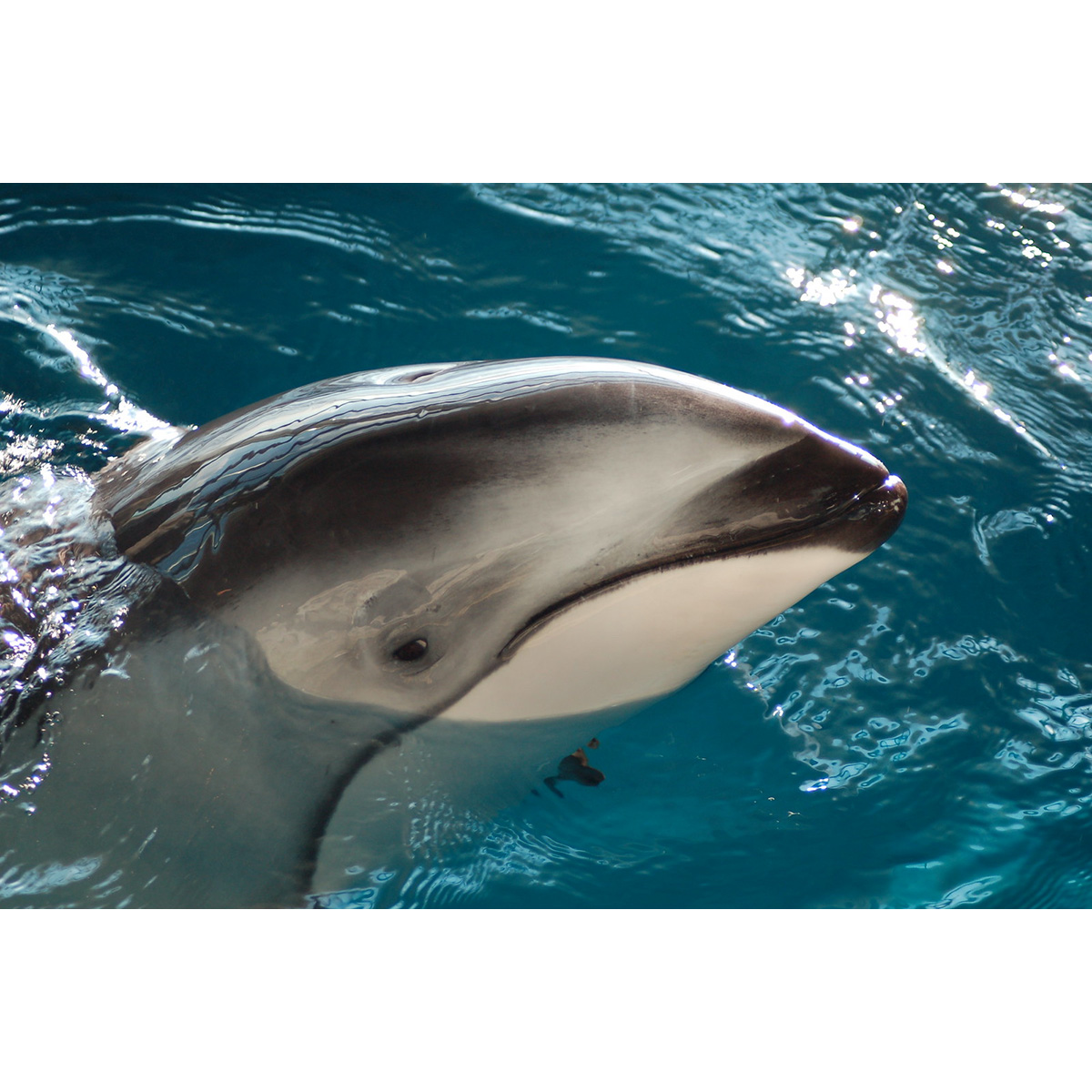 Тихоокеанский белобокий дельфин (Lagenorhynchus obliquidens) Фото №10