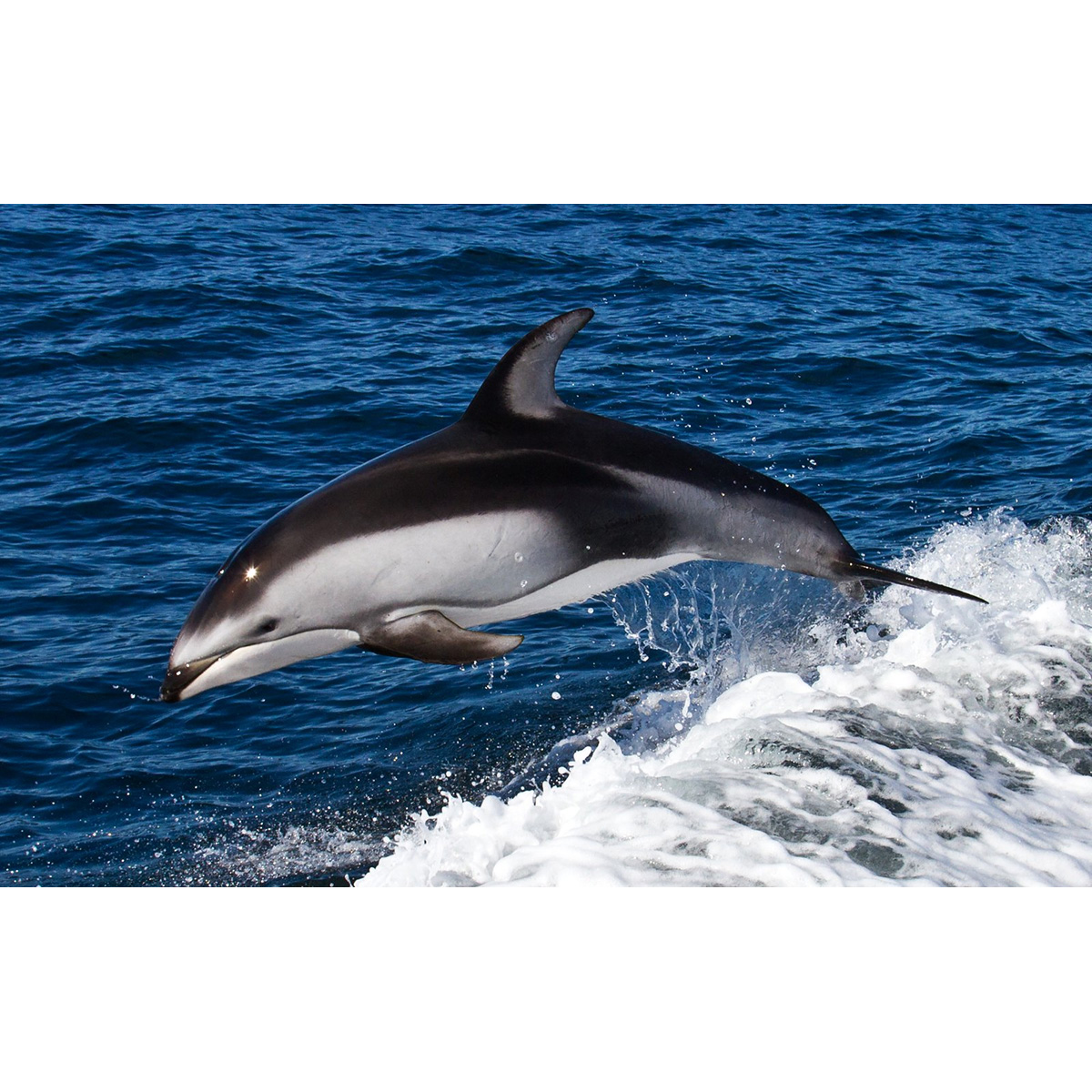 Тихоокеанский белобокий дельфин (Lagenorhynchus obliquidens) Фото №2