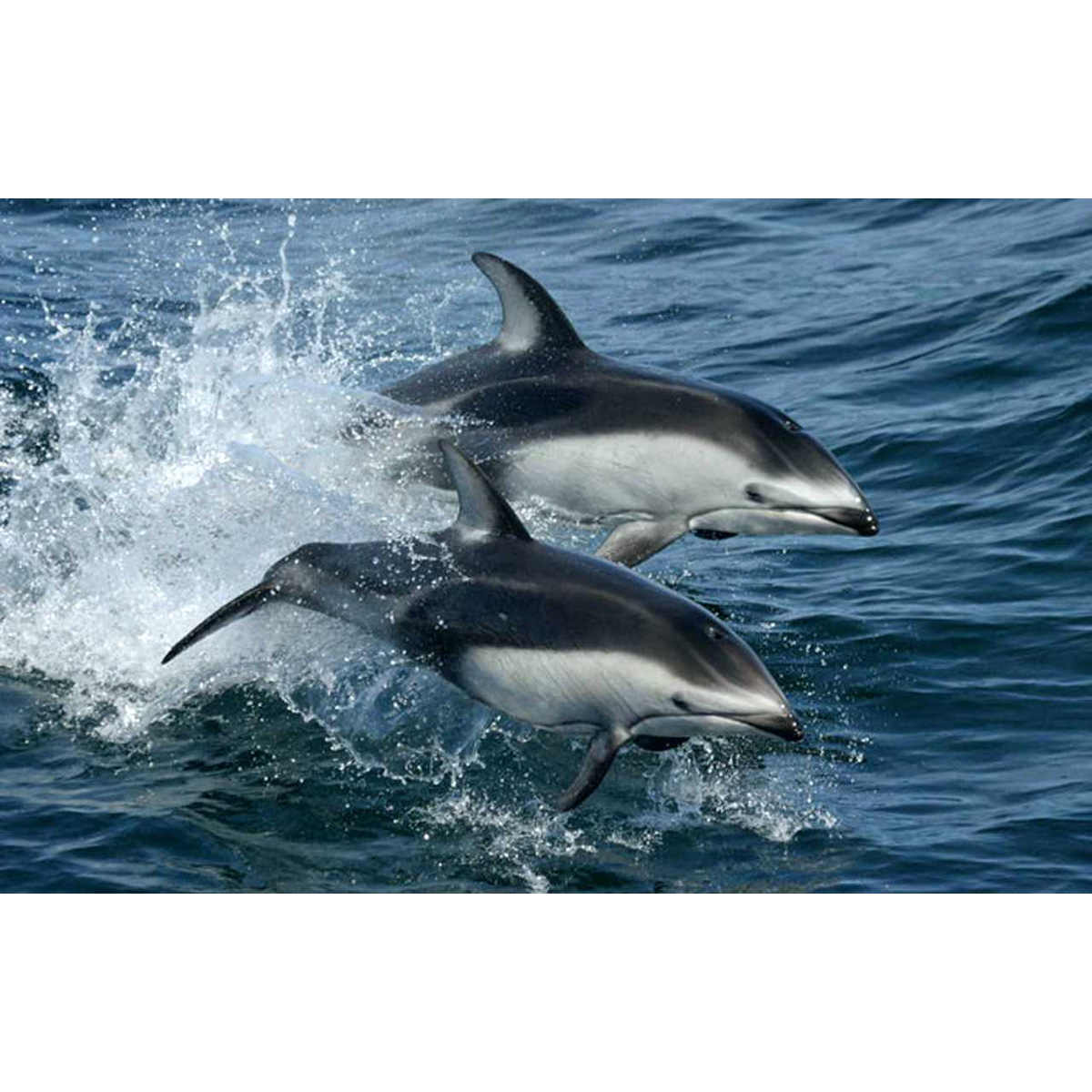 Тихоокеанский белобокий дельфин (Lagenorhynchus obliquidens) Фото №3