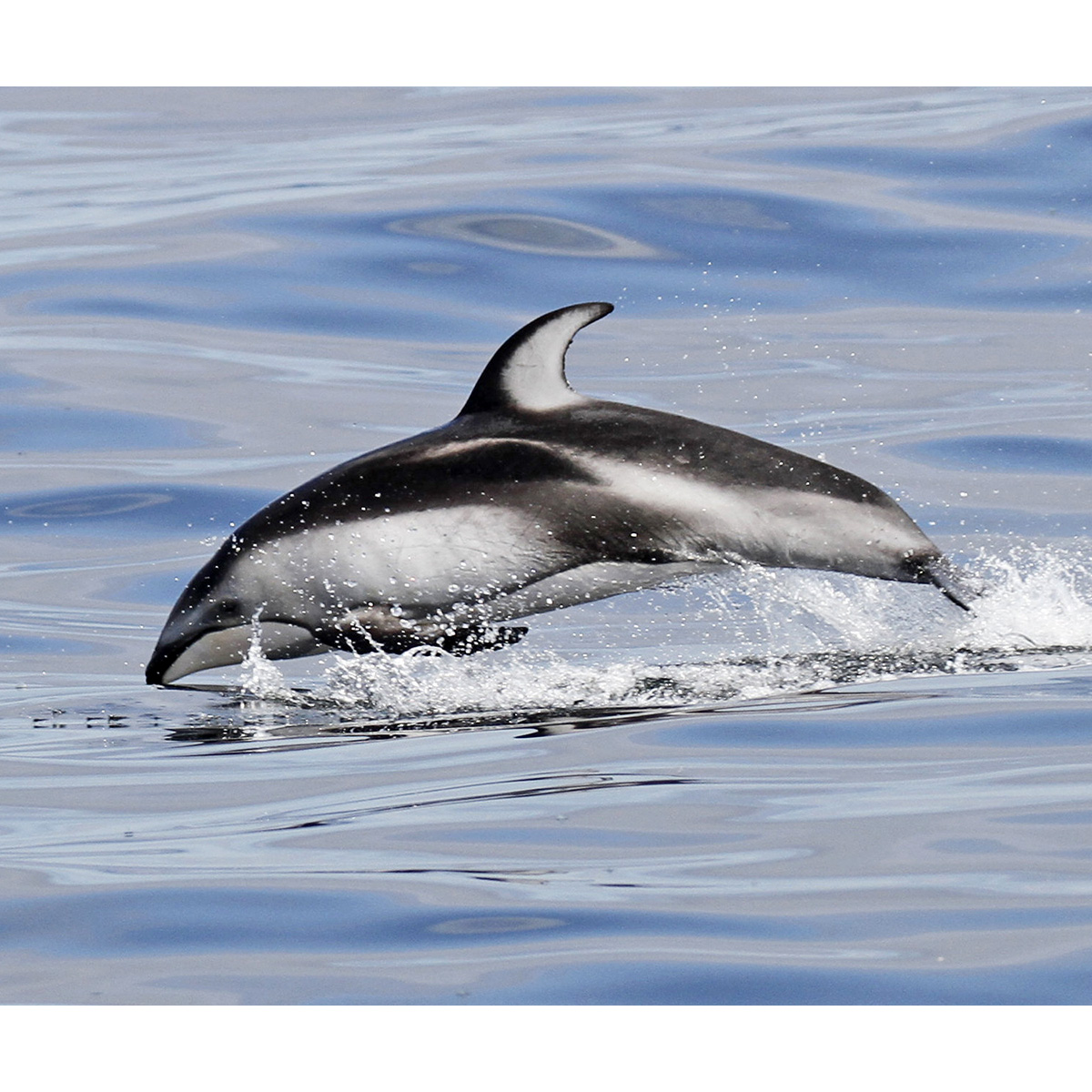Тихоокеанский белобокий дельфин (Lagenorhynchus obliquidens) Фото №4