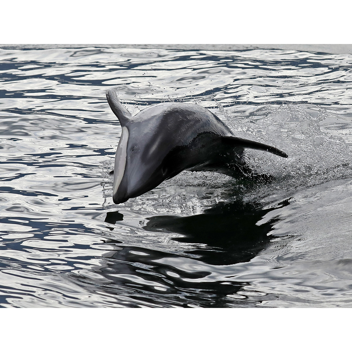 Тихоокеанский белобокий дельфин (Lagenorhynchus obliquidens) Фото №5