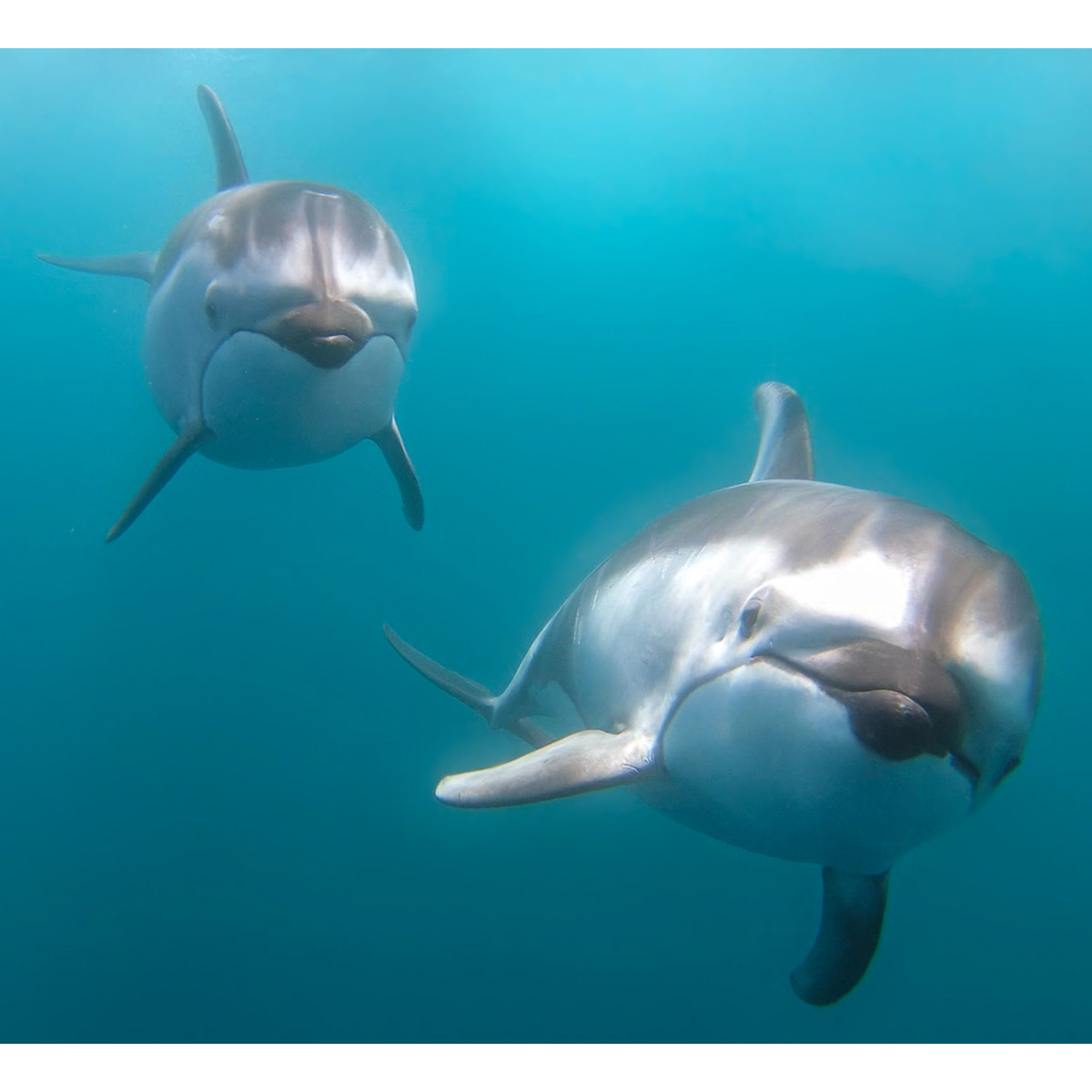 Тихоокеанский белобокий дельфин (Lagenorhynchus obliquidens) Фото №7