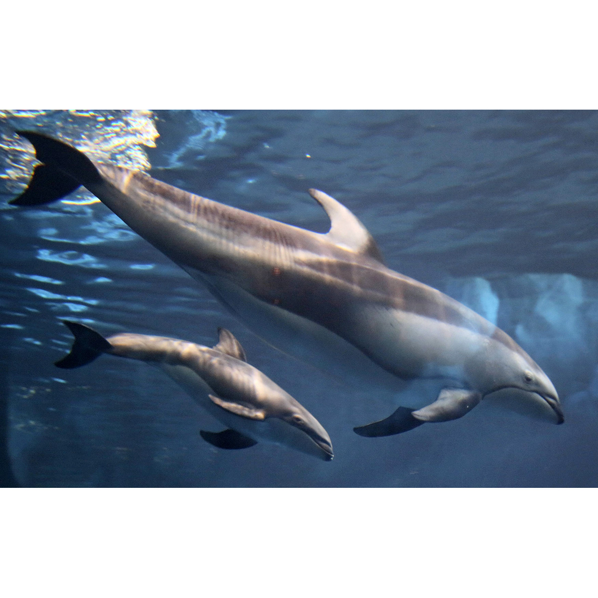 Тихоокеанский белобокий дельфин (Lagenorhynchus obliquidens) Фото №8