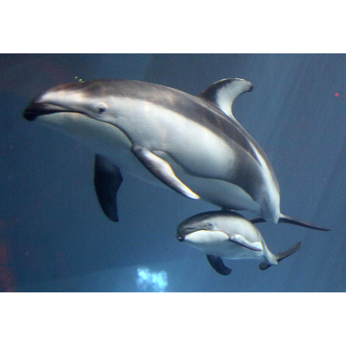 Тихоокеанский белобокий дельфин (Lagenorhynchus obliquidens) Фото №9