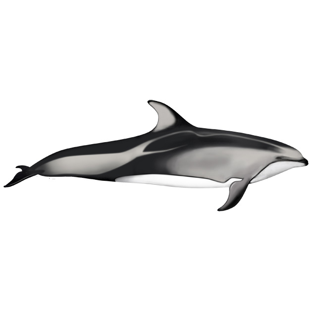 Тихоокеанский белобокий дельфин (Lagenorhynchus obliquidens) Фото №1