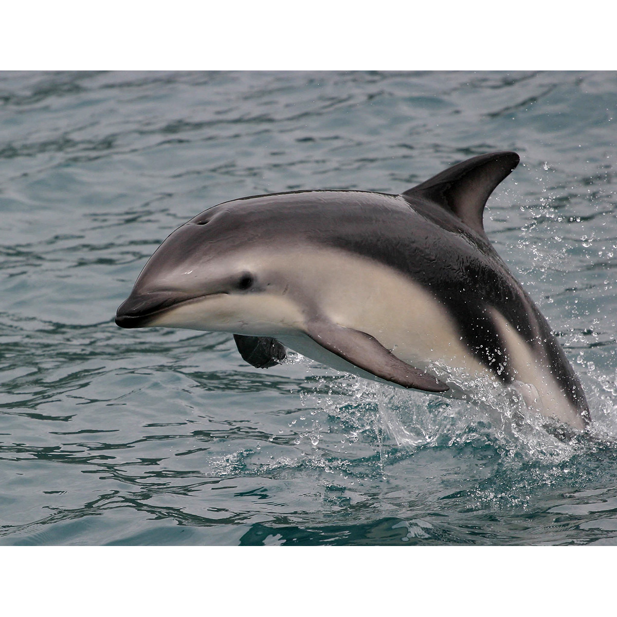 Тёмный дельфин (Lagenorhynchus obscurus) Фото №10