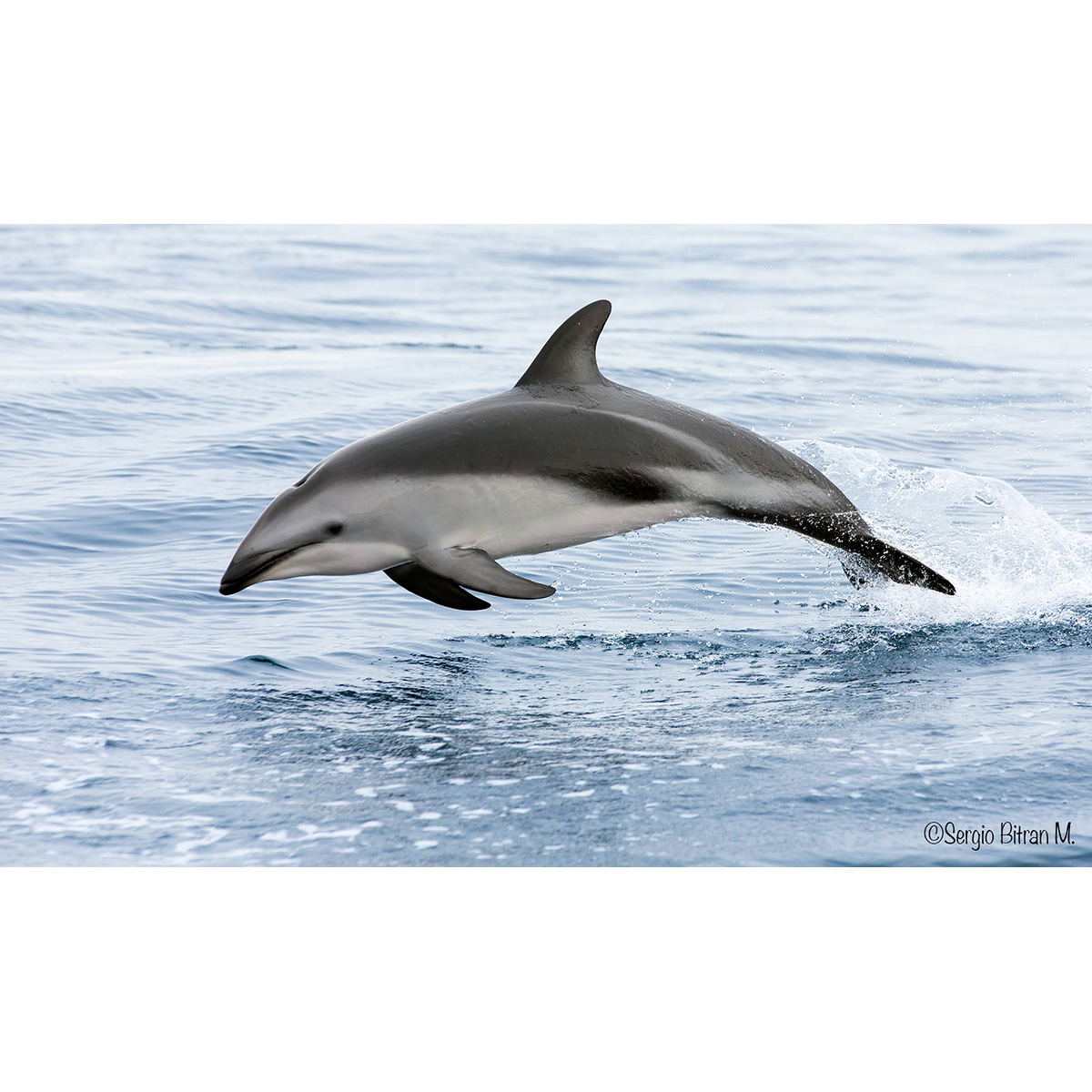 Тёмный дельфин (Lagenorhynchus obscurus) Фото №2