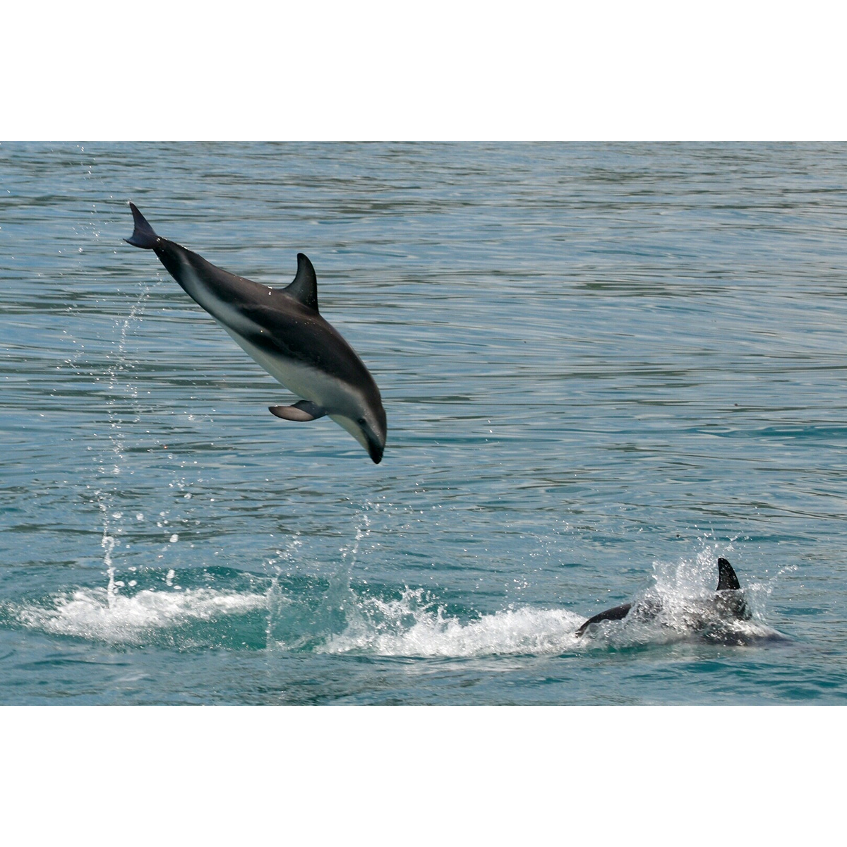 Тёмный дельфин (Lagenorhynchus obscurus) Фото №3