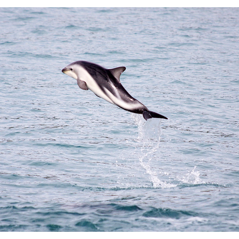 Тёмный дельфин (Lagenorhynchus obscurus) Фото №4