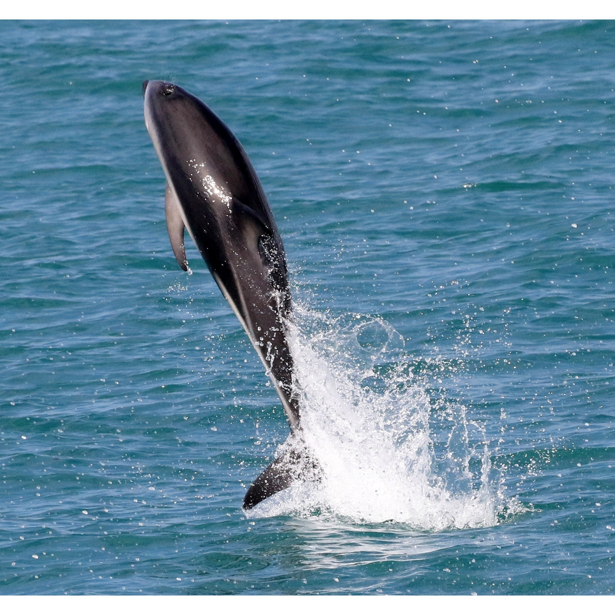 Тёмный дельфин (Lagenorhynchus obscurus) Фото №6