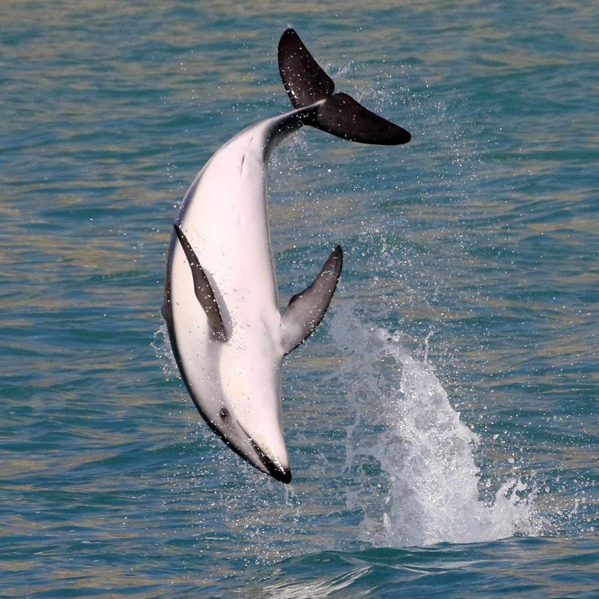 Тёмный дельфин (Lagenorhynchus obscurus) Фото №7