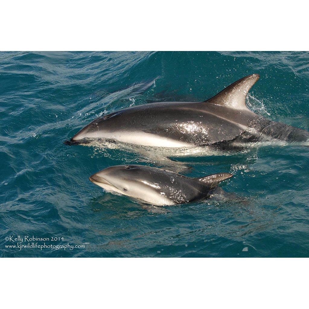 Тёмный дельфин (Lagenorhynchus obscurus) Фото №9