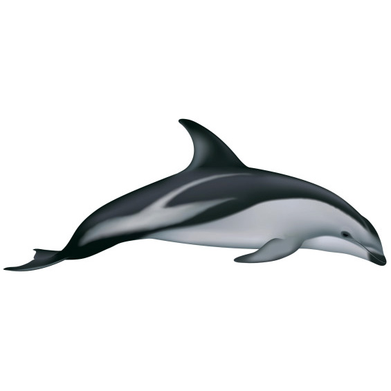 Тёмный дельфин (Lagenorhynchus obscurus) Фото №1