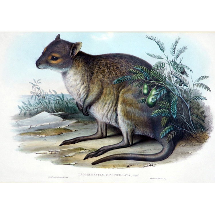 †Малый заячий кенгуру (Lagorchestes asomatus) Фото №2