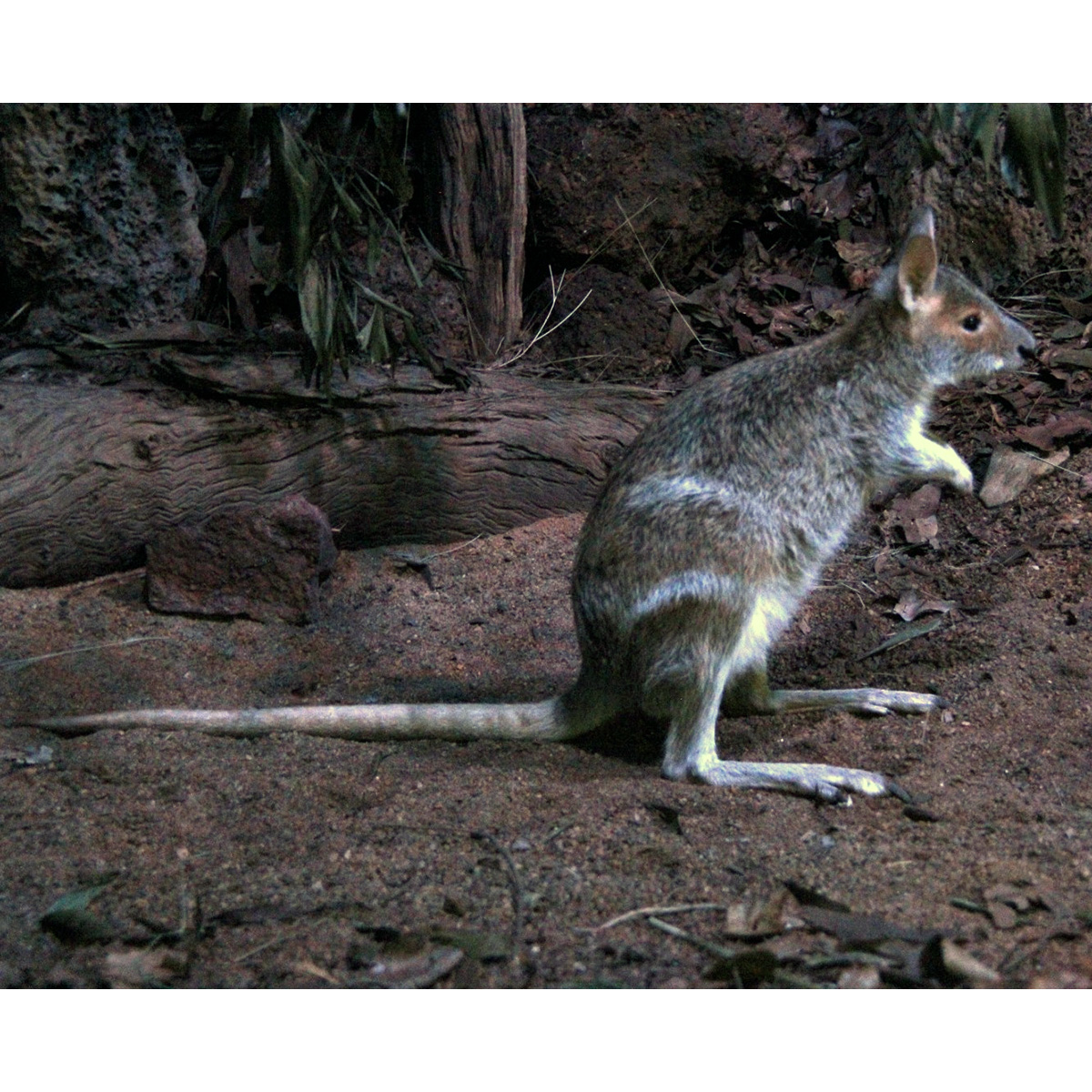 Очковый кенгуру (Lagorchestes conspicillatus) Фото №6