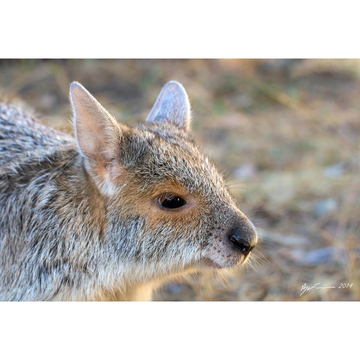 Очковый кенгуру (Lagorchestes conspicillatus) Фото №9
