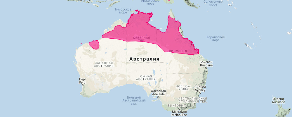 Очковый кенгуру (Lagorchestes conspicillatus) Ареал обитания на карте