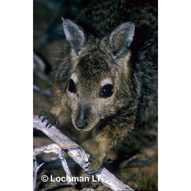 Полосатый кенгуру (Lagostrophus fasciatus) Фото №10
