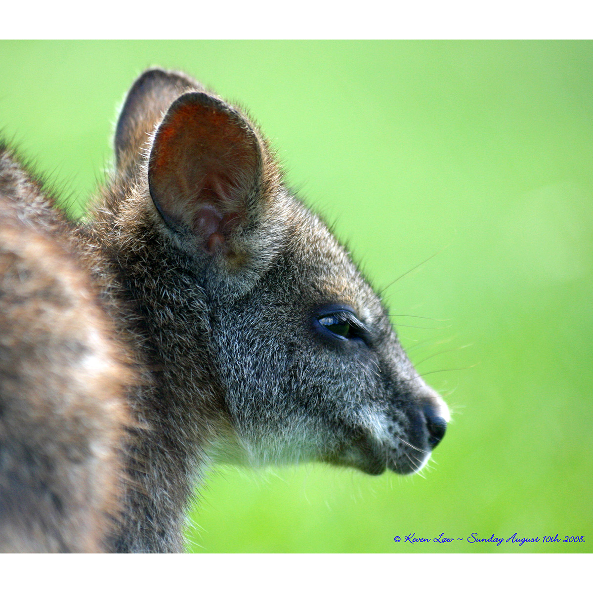 Полосатый кенгуру (Lagostrophus fasciatus) Фото №9