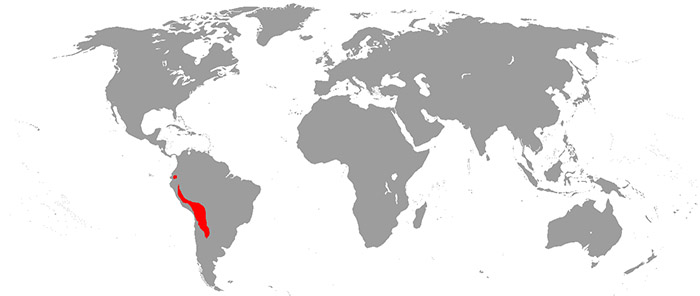 Lama glama Ареал обитания на карте
