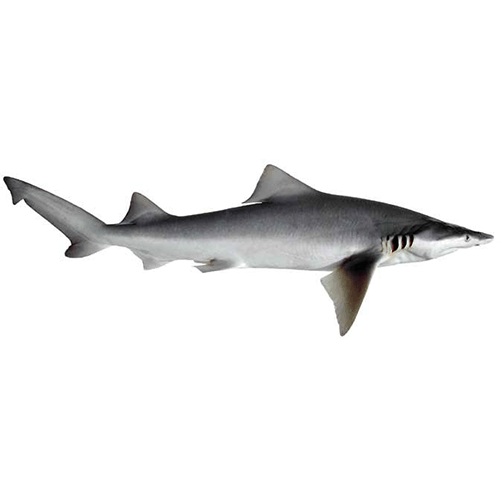 Род Широкопёрые акулы  фото