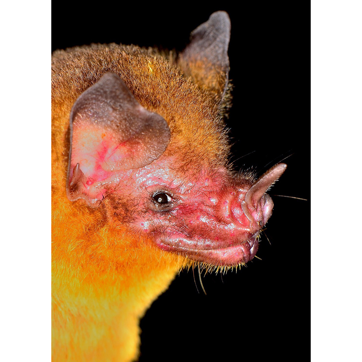 Orange-throated Bat (Lampronycteris brachyotis) Фото №10