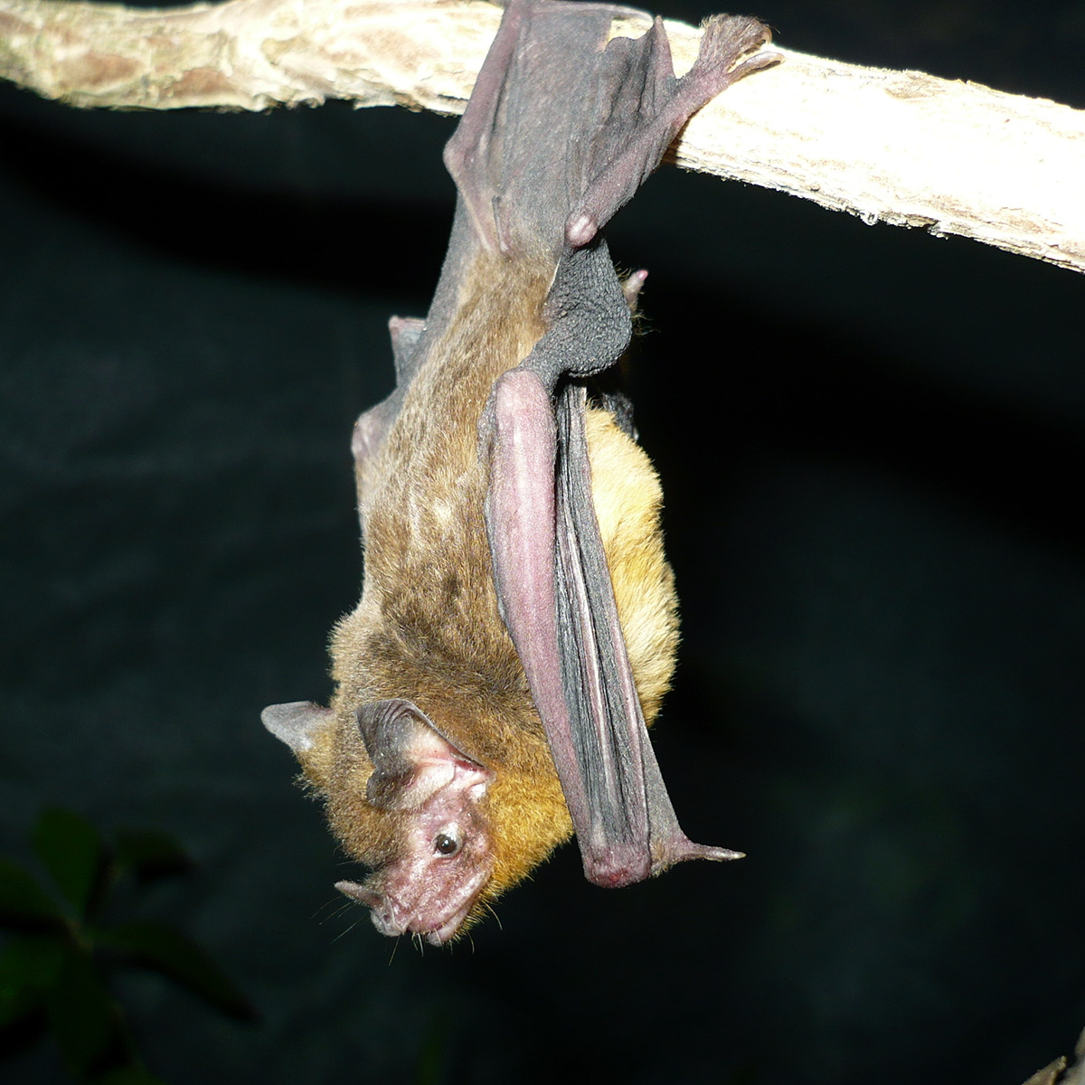 Orange-throated Bat (Lampronycteris brachyotis) Фото №2