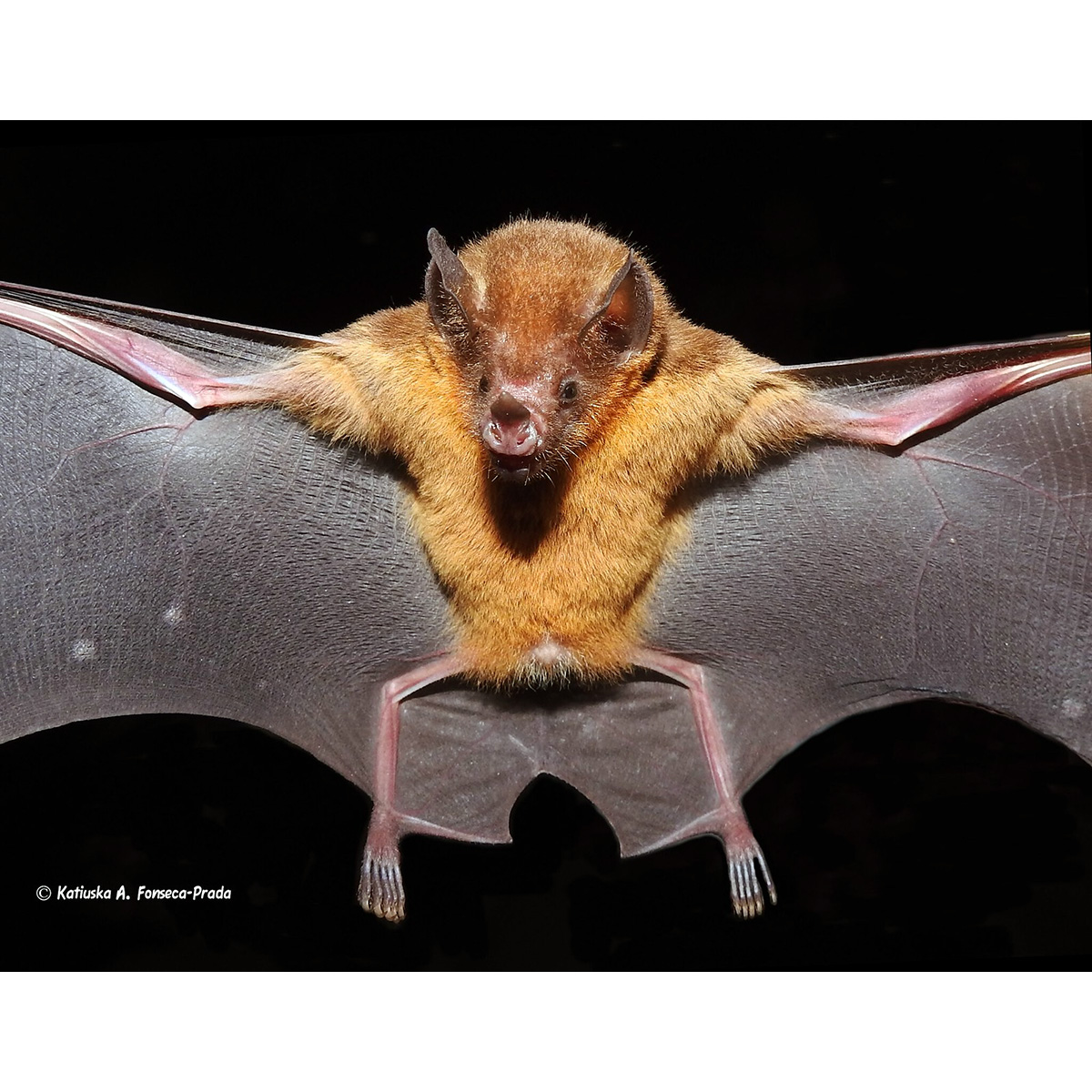 Orange-throated Bat (Lampronycteris brachyotis) Фото №3