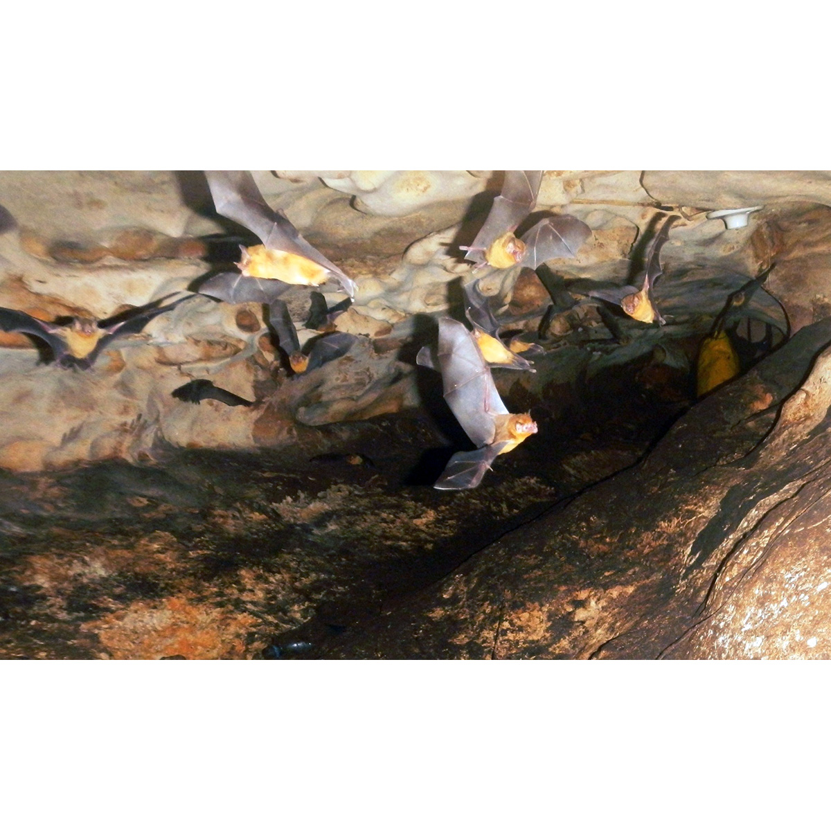 Orange-throated Bat (Lampronycteris brachyotis) Фото №4