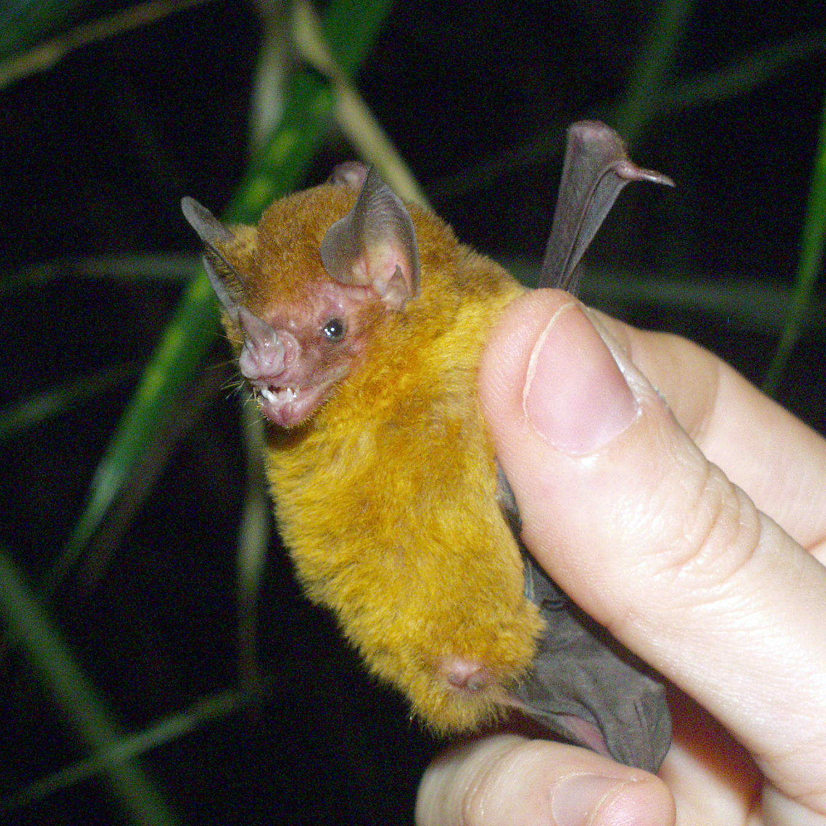 Orange-throated Bat (Lampronycteris brachyotis) Фото №5