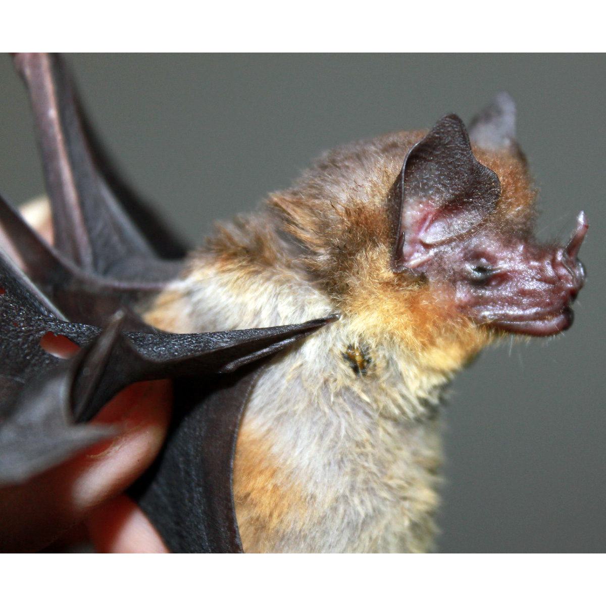Orange-throated Bat (Lampronycteris brachyotis) Фото №7