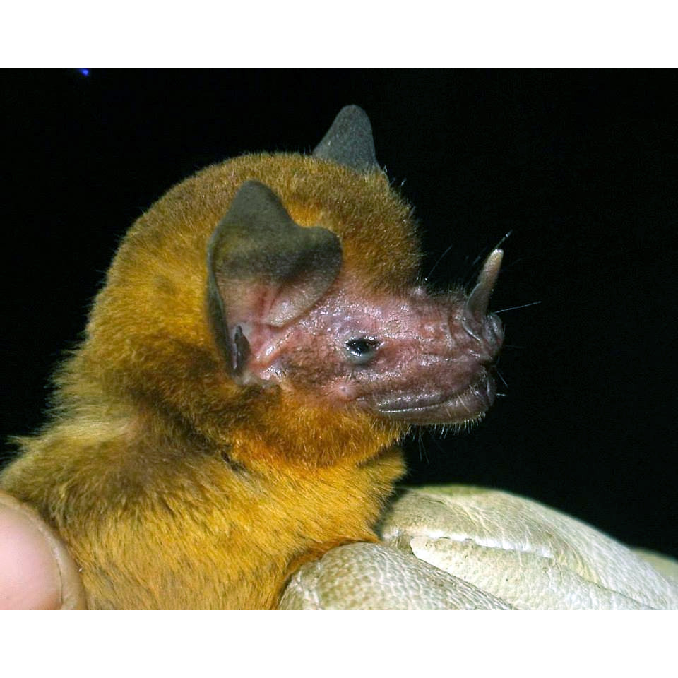 Orange-throated Bat (Lampronycteris brachyotis) Фото №8