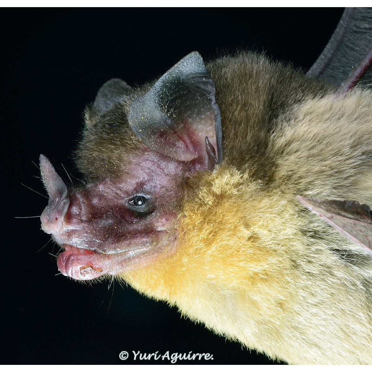 Orange-throated Bat (Lampronycteris brachyotis) Фото №9