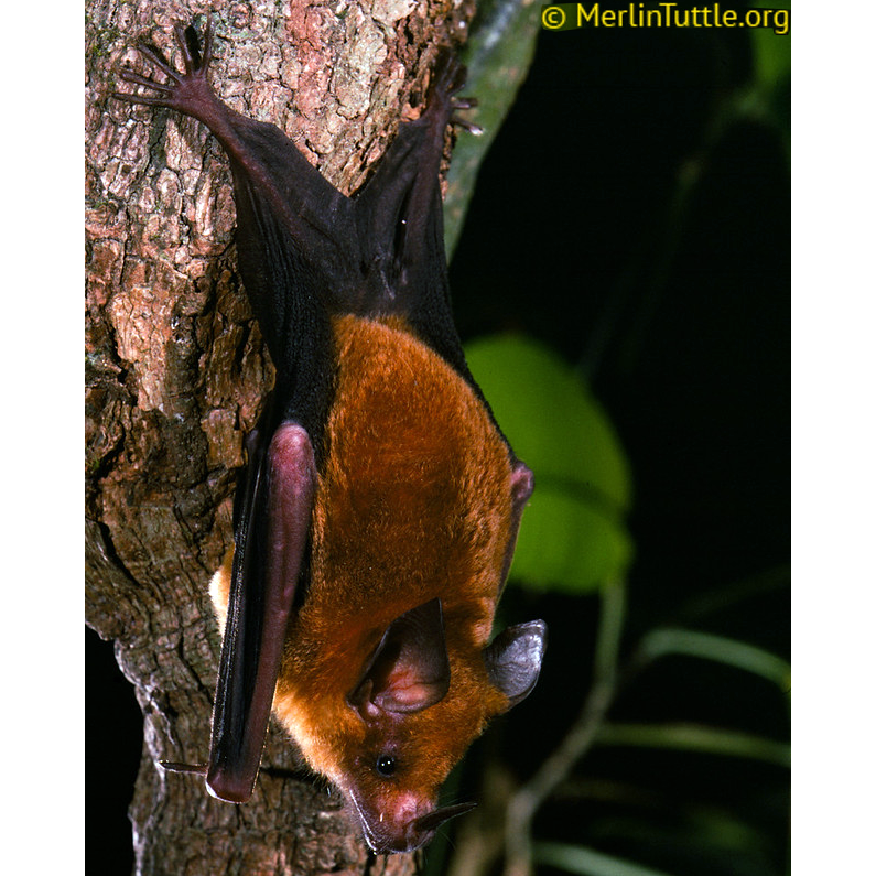 Orange-throated Bat (Lampronycteris brachyotis) Фото №1