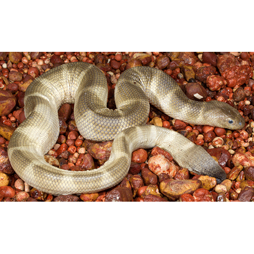  Род Морские змеи Шоу  фото