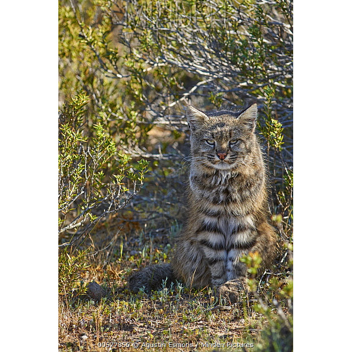 Leopardus colocolo Фото №6