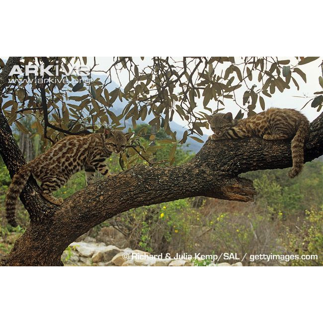 Leopardus colocolo Фото №8