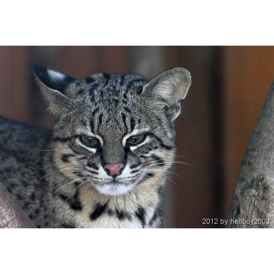 Leopardus geoffroyi Фото №10