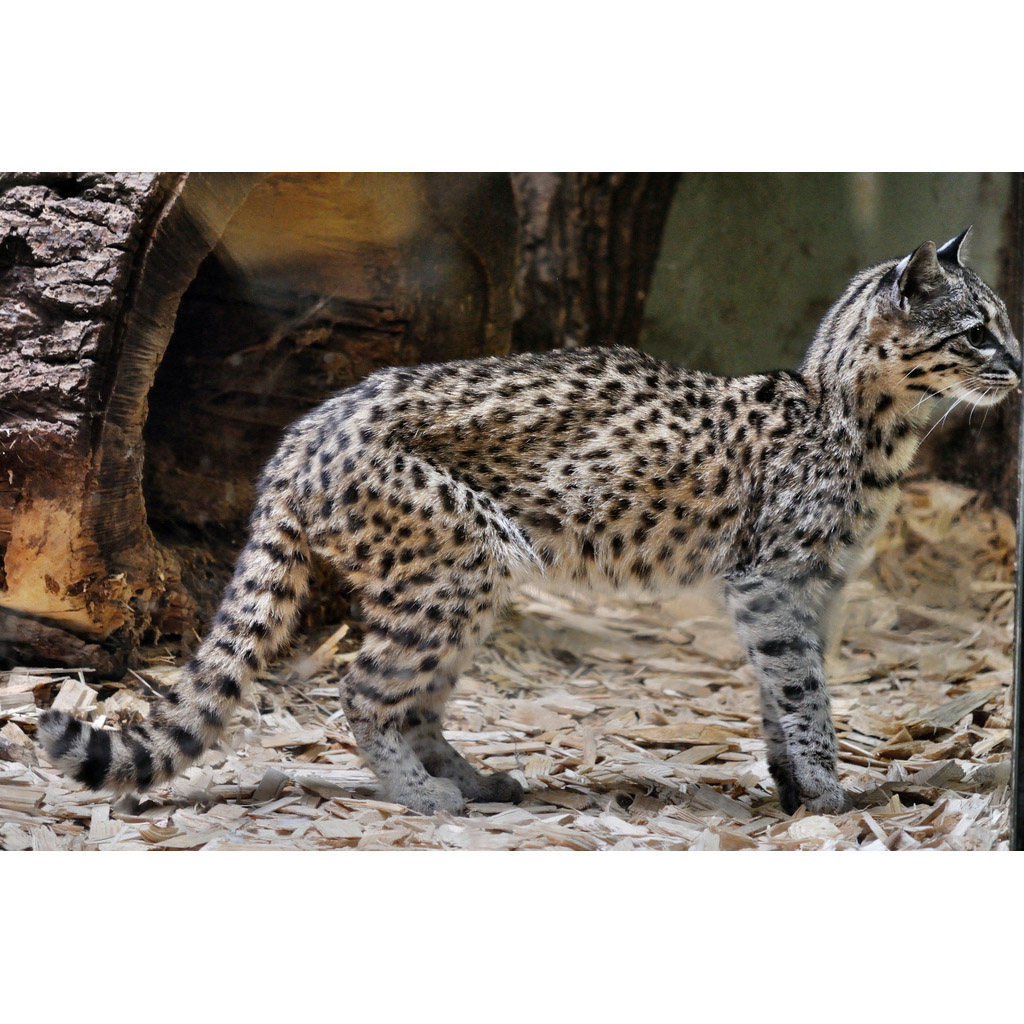Leopardus geoffroyi Фото №2