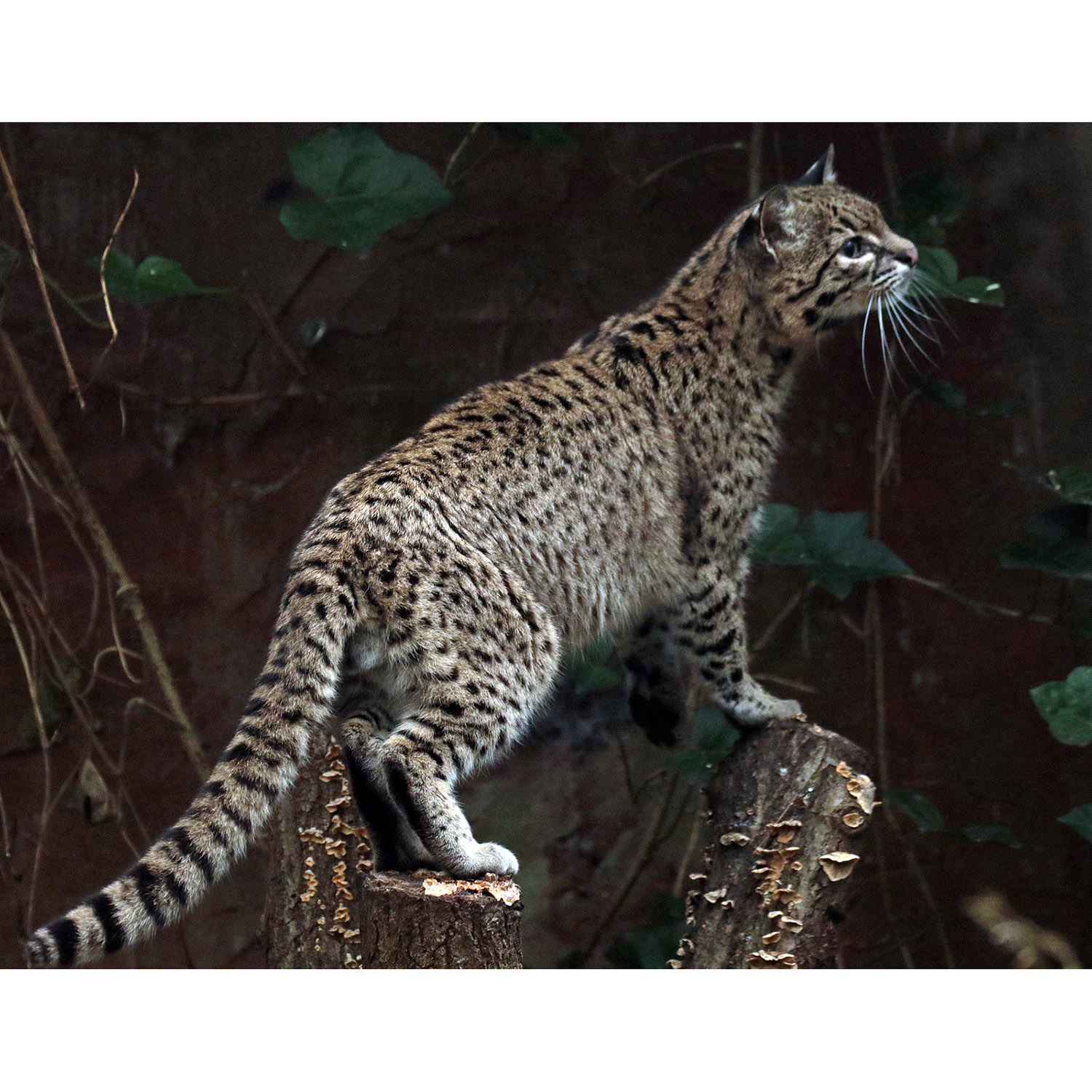 Leopardus geoffroyi Фото №7