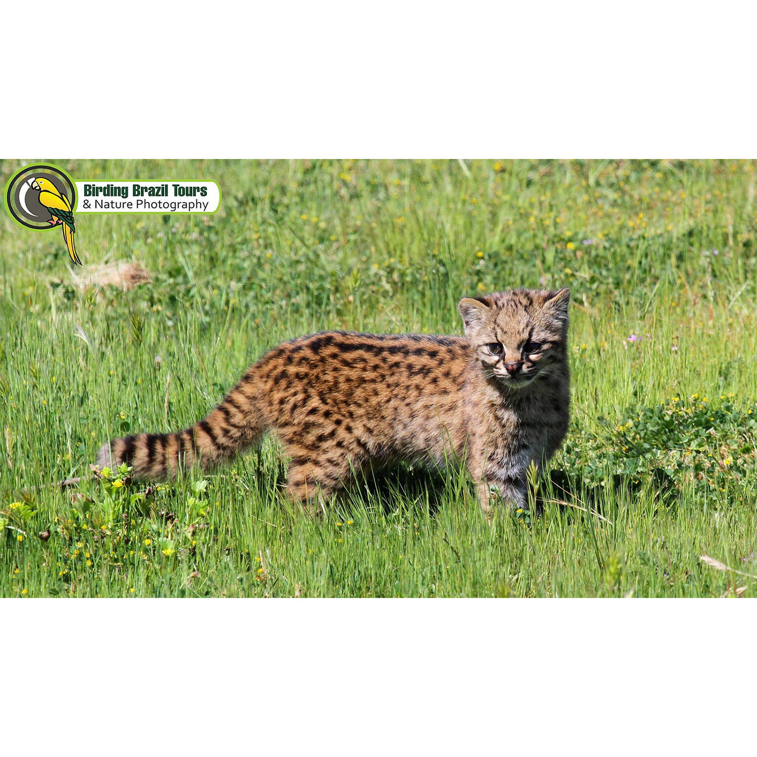 Leopardus guigna Фото №2