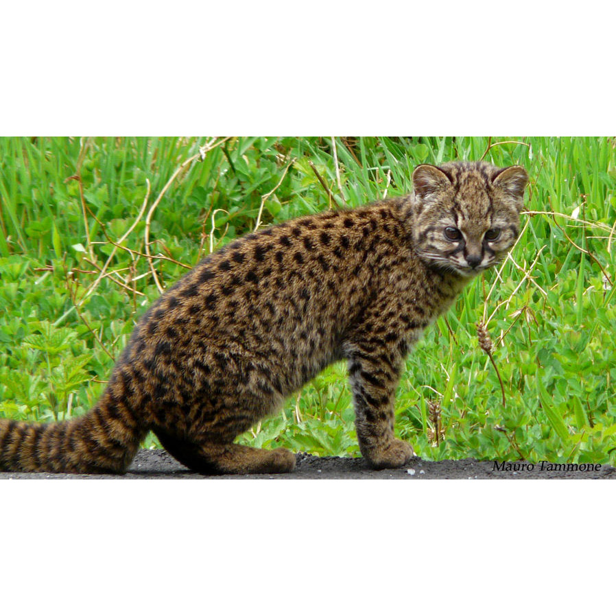Leopardus guigna Фото №3