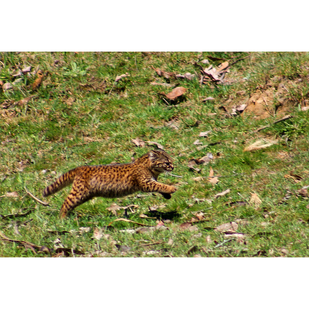 Leopardus guigna Фото №9