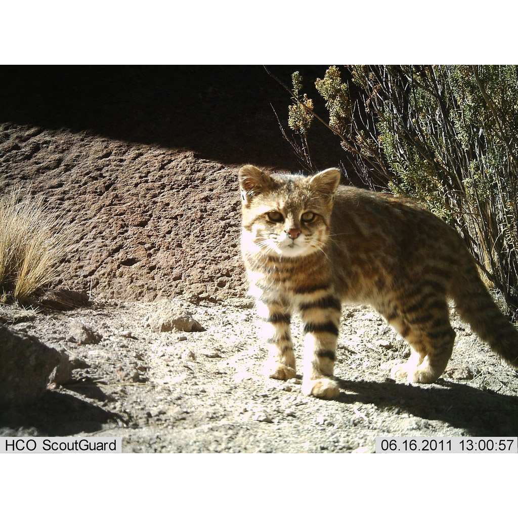 Leopardus pajeros Фото №3
