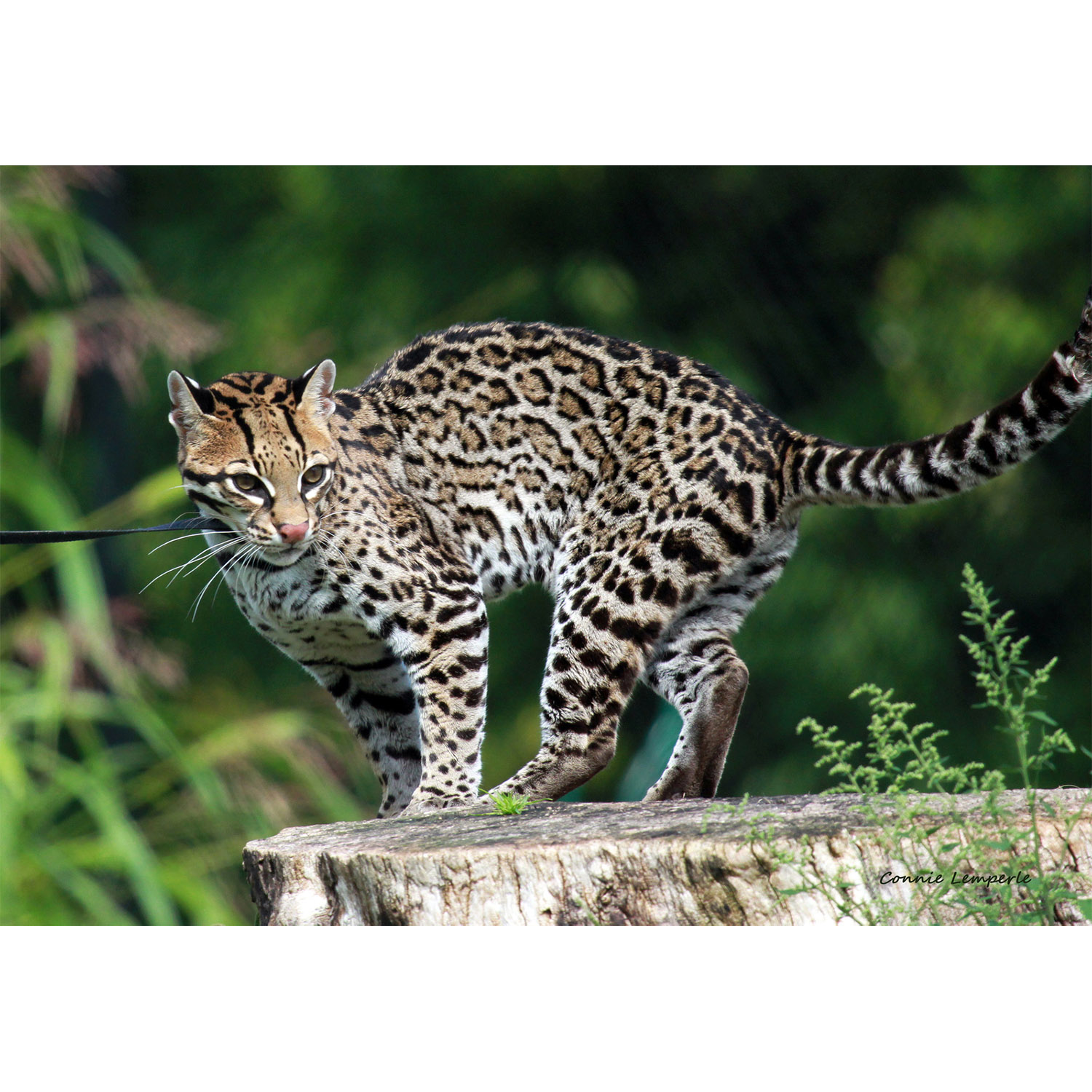 Leopardus pardalis Фото №2