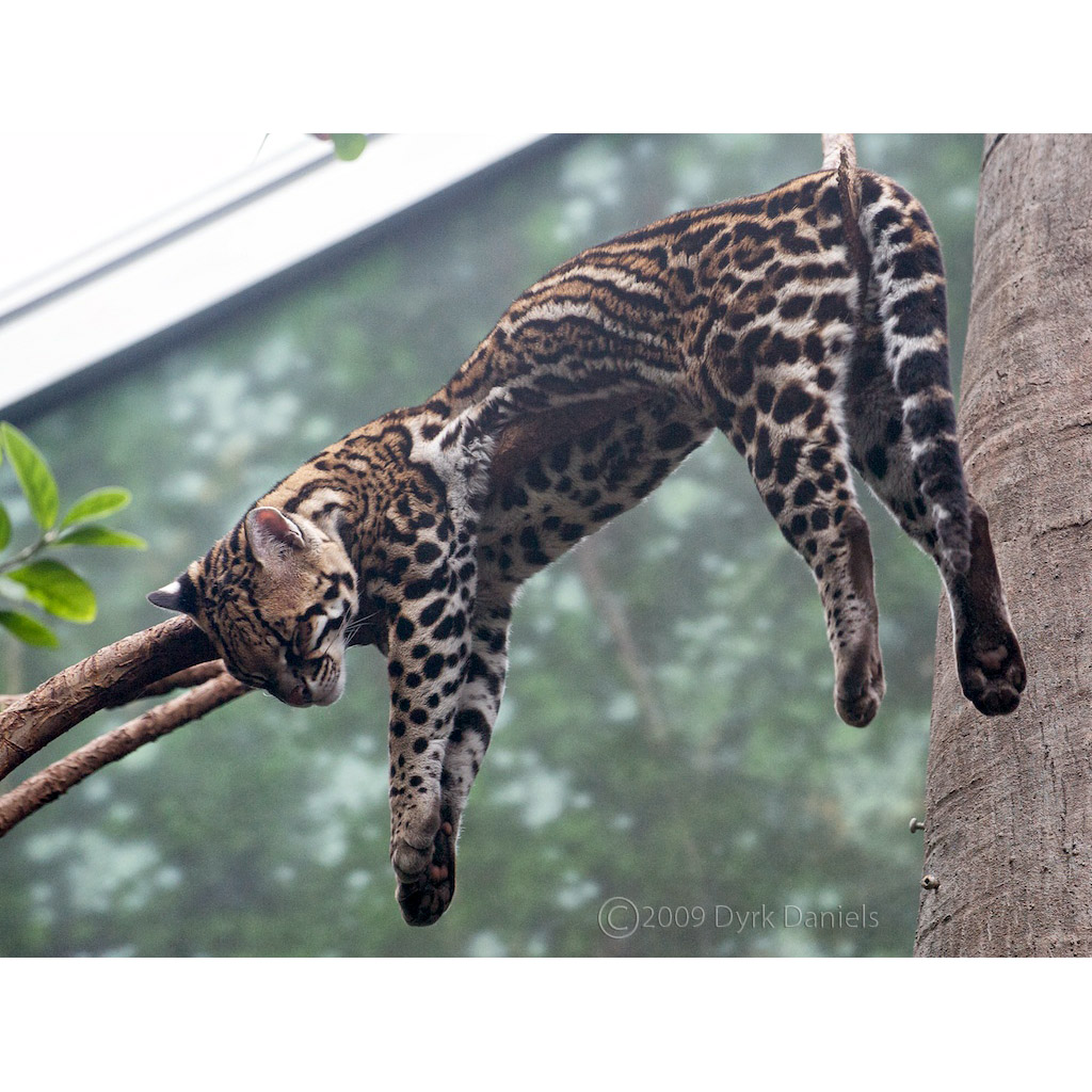 Leopardus pardalis Фото №3