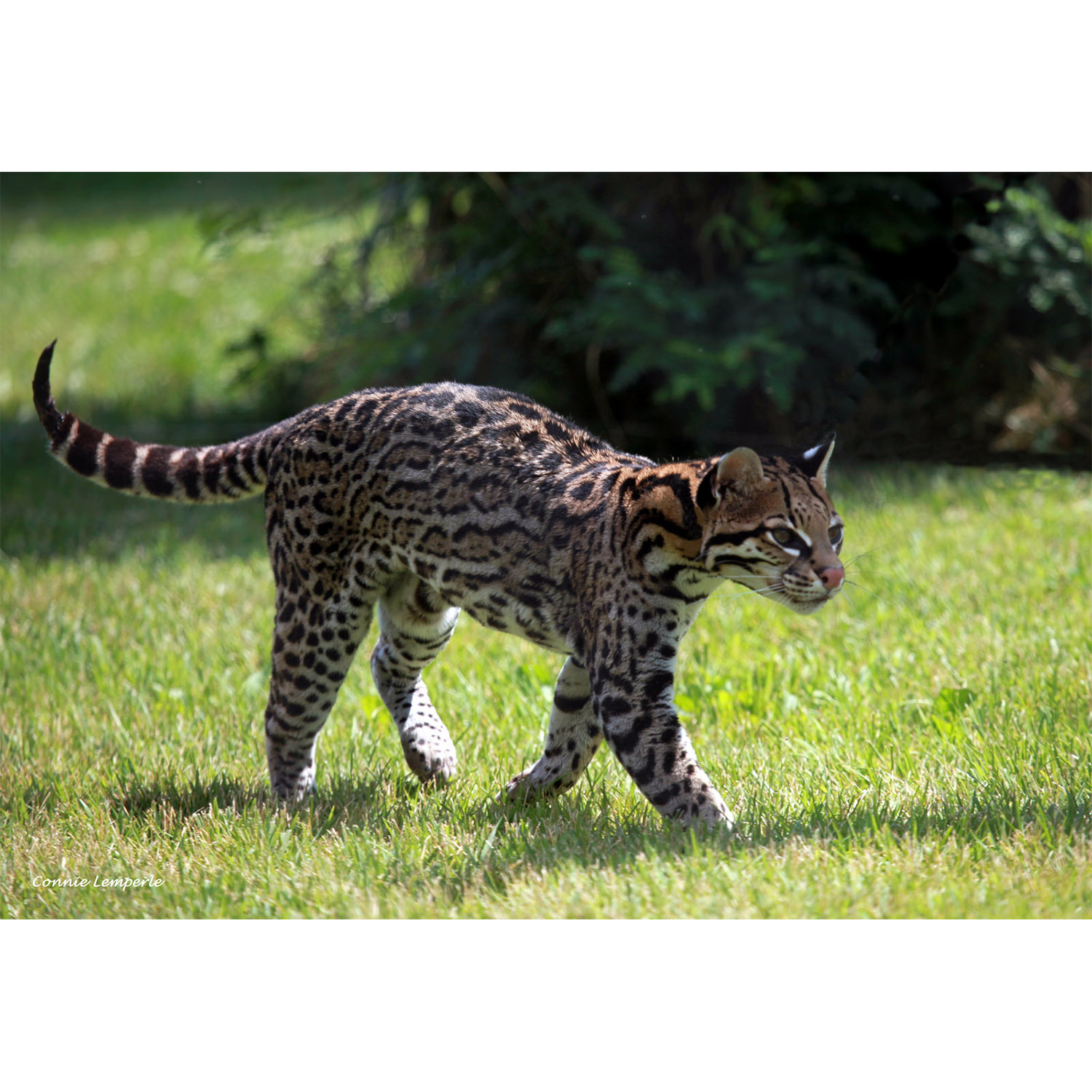 Leopardus pardalis Фото №4