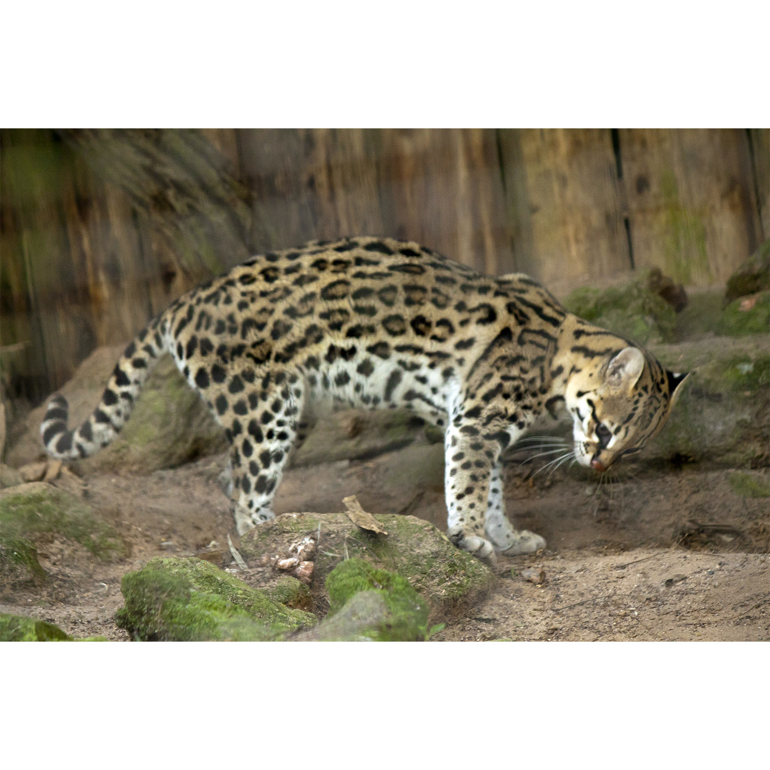 Leopardus pardalis Фото №5