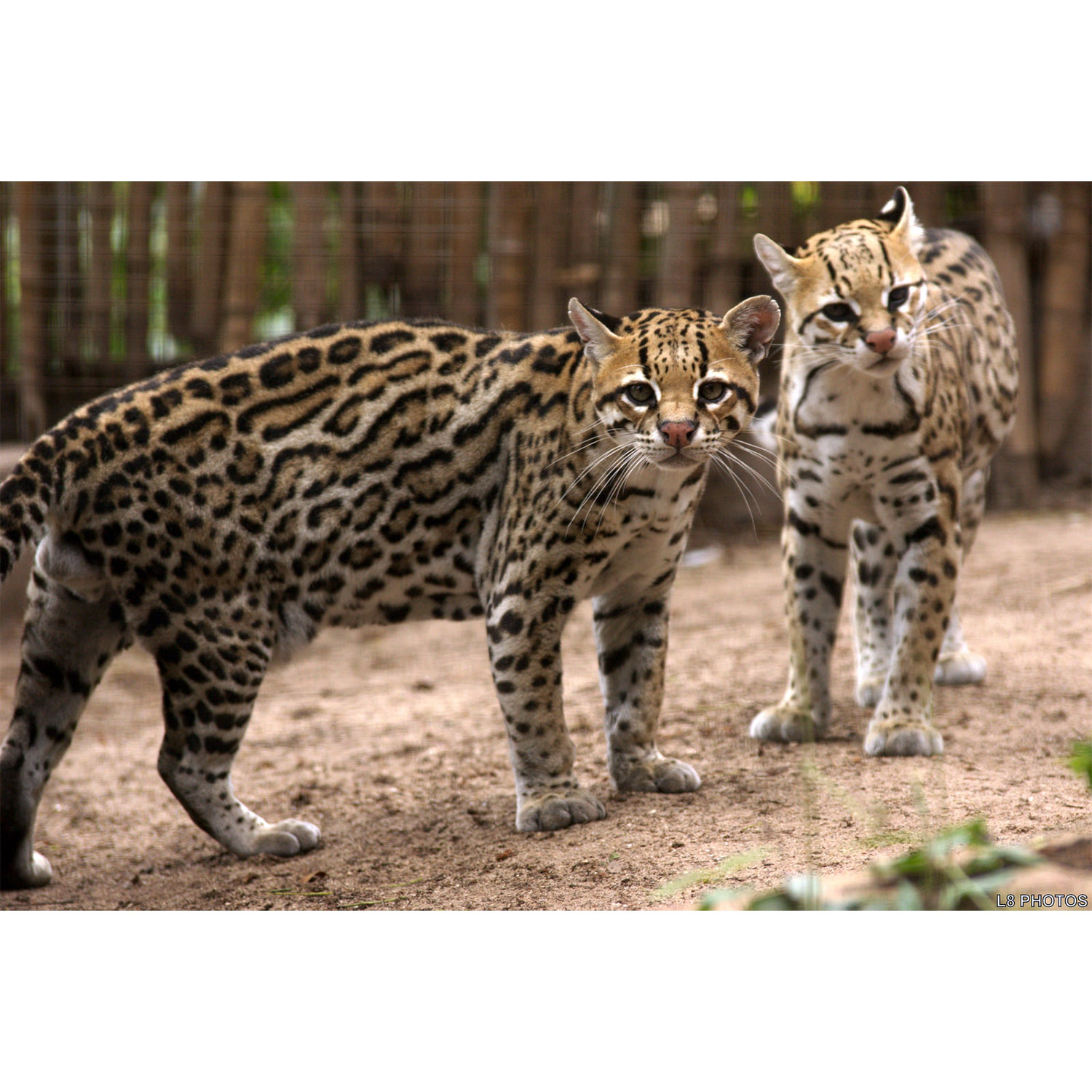 Leopardus pardalis Фото №6