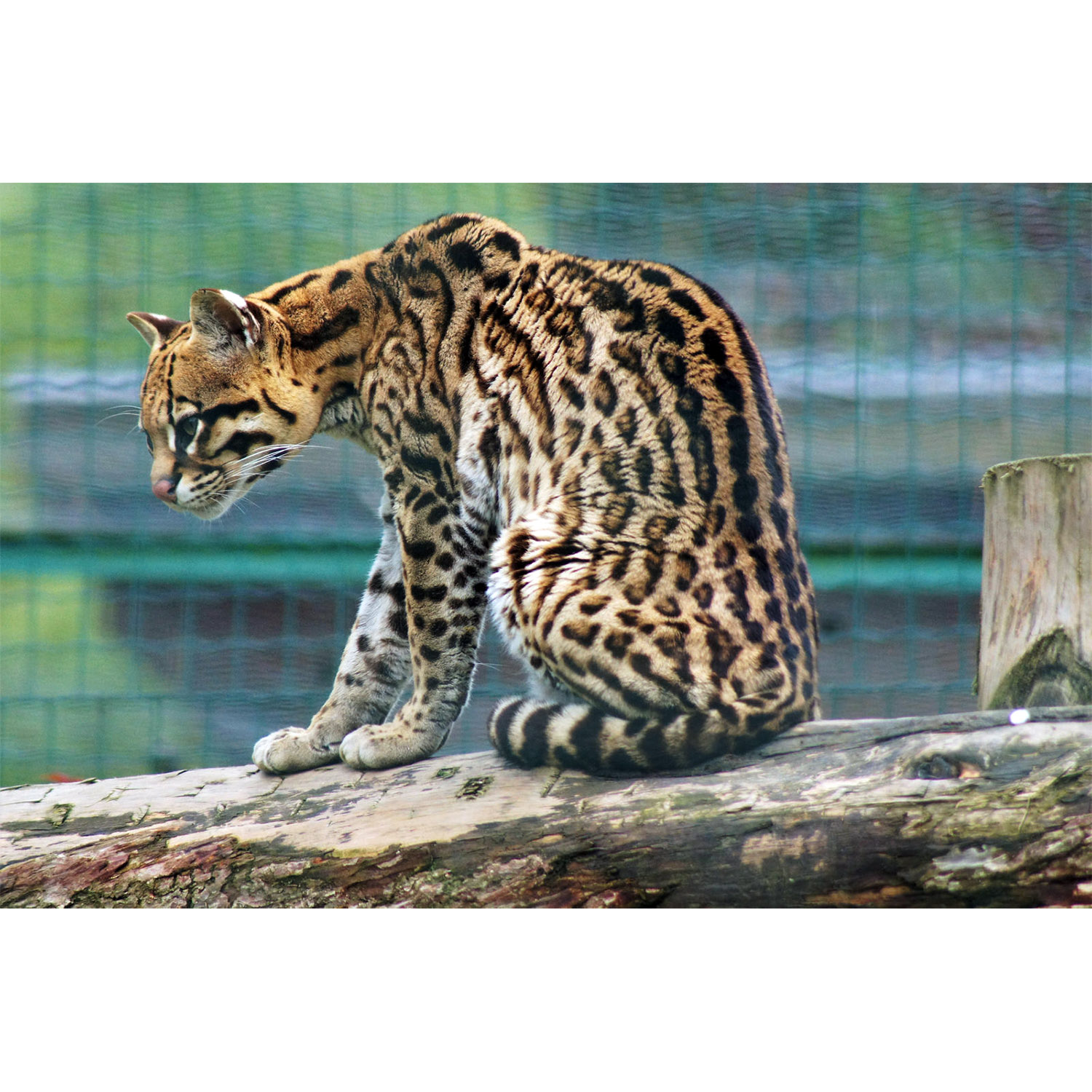 Leopardus pardalis Фото №7